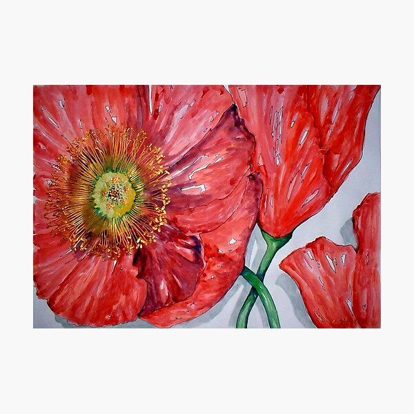 Red Poppies Photographic Print