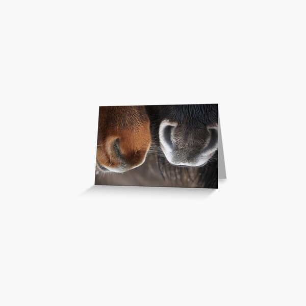 Shetland Pony Noses Greeting Card
