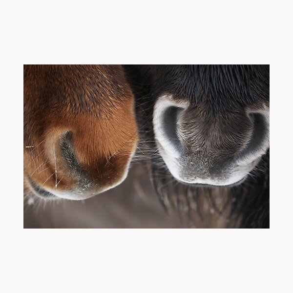 Shetland Pony Noses Photographic Print