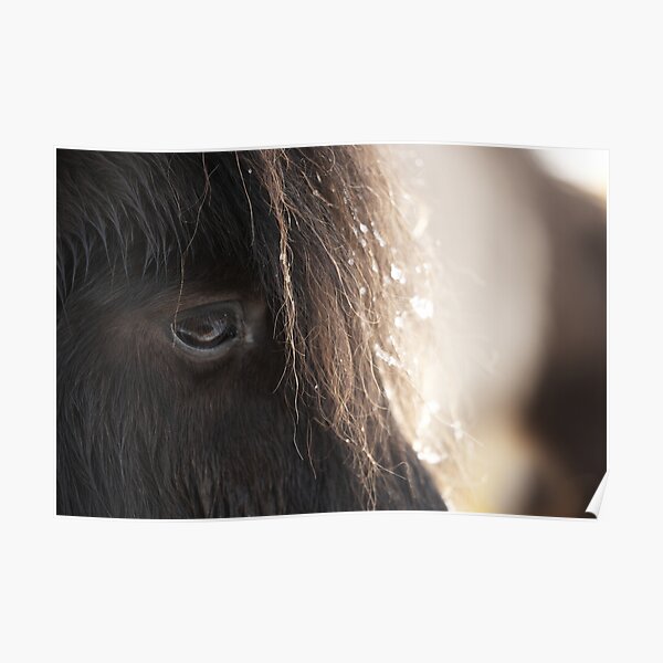 Shetland Pony Poster