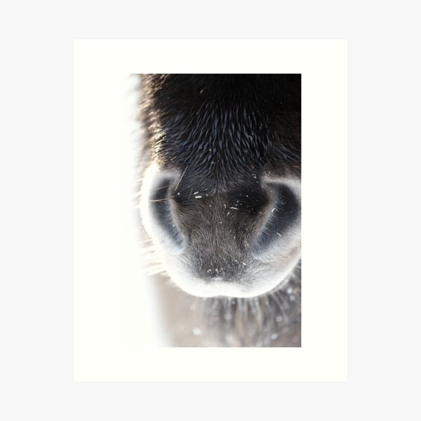 Shetland Pony Art Print
