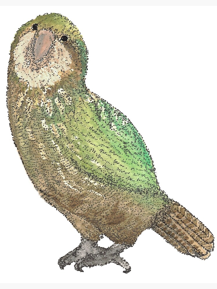 Kakapo by walkinghumility