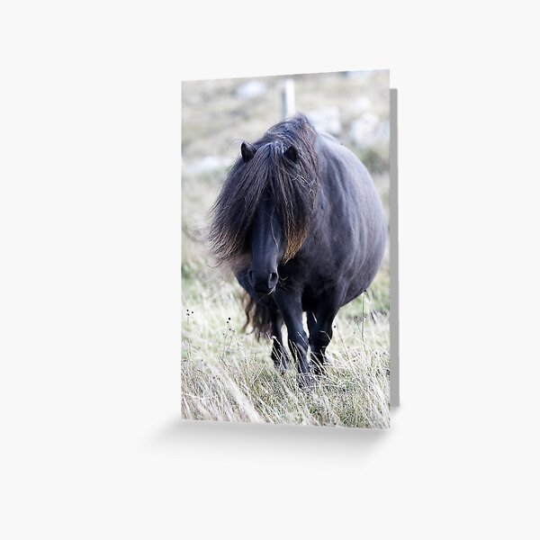 Shetland Pony Greeting Card