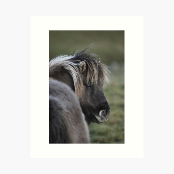 Shetland Pony Art Print