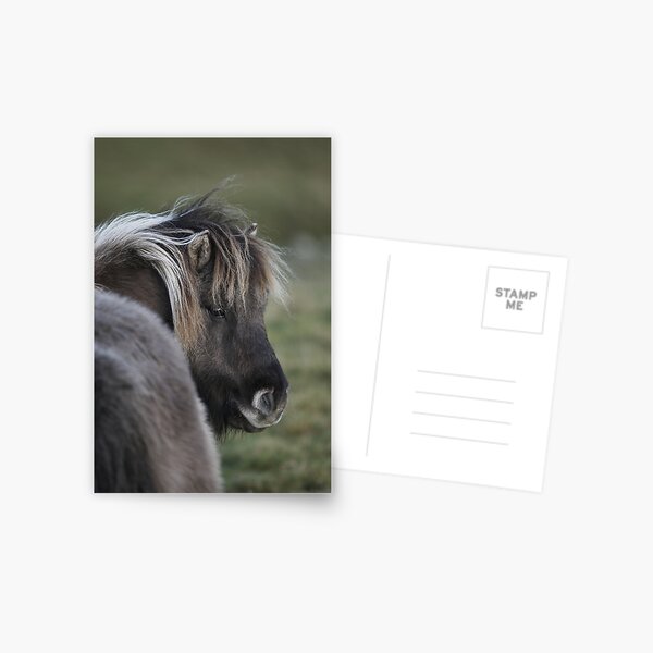 Shetland Pony Postcard