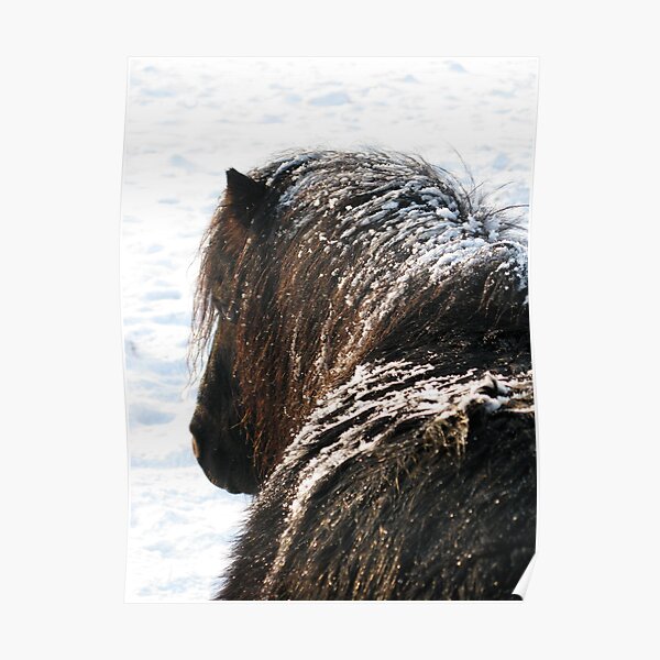 Shetland Pony Poster