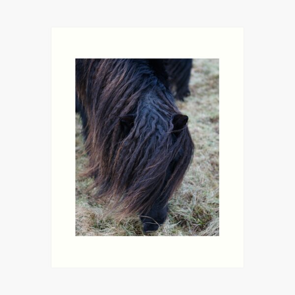 Shetland Pony Art Print