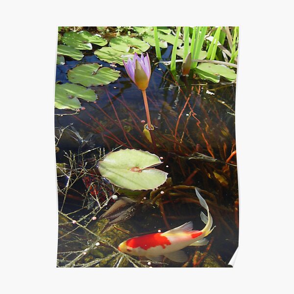 Koi and Waterlily Poster