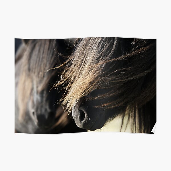 Shetland Ponies Poster