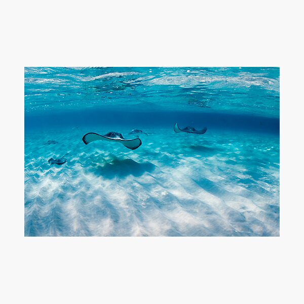 Stingray City Photographic Print