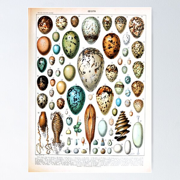 Item preview, Adolphe Millot - Oeufs - french vintage poster designed and sold by DejaVuStudio.