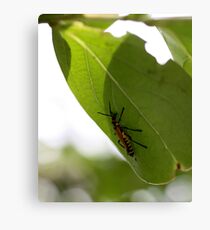 Plant Eater Canvas Print
