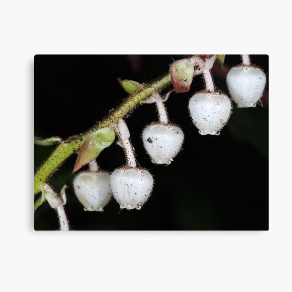 Item preview, Salal flowers designed and sold by SDym Photography.