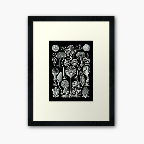 Ernst Haeckel - Mycetozoa (black) Framed Art Print