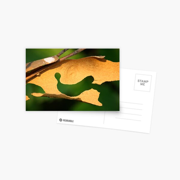 Hanging Bark Postcard