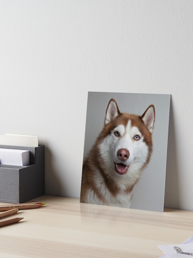 cuanto cuesta un husky siberiano en la india