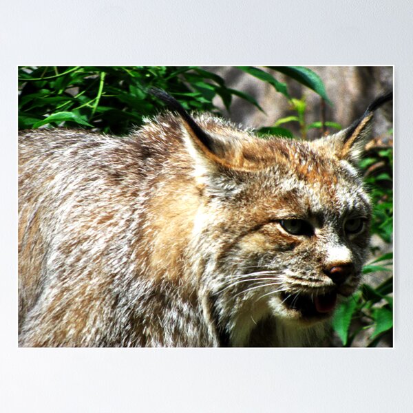 Artikelvorschau, Minnesota Lynx entworfen und verkauft von shutterbug2010.