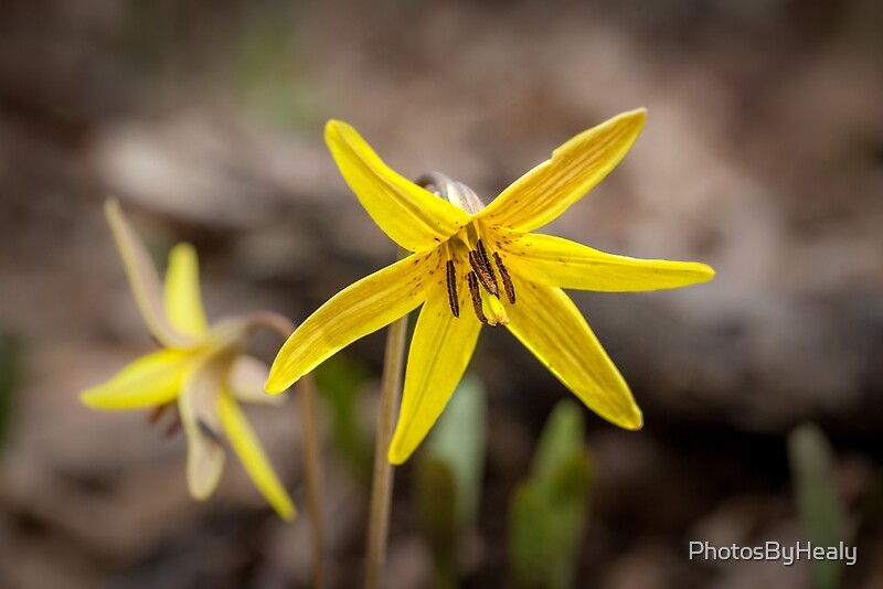 Dog-tooth violet by Photos by Healy
