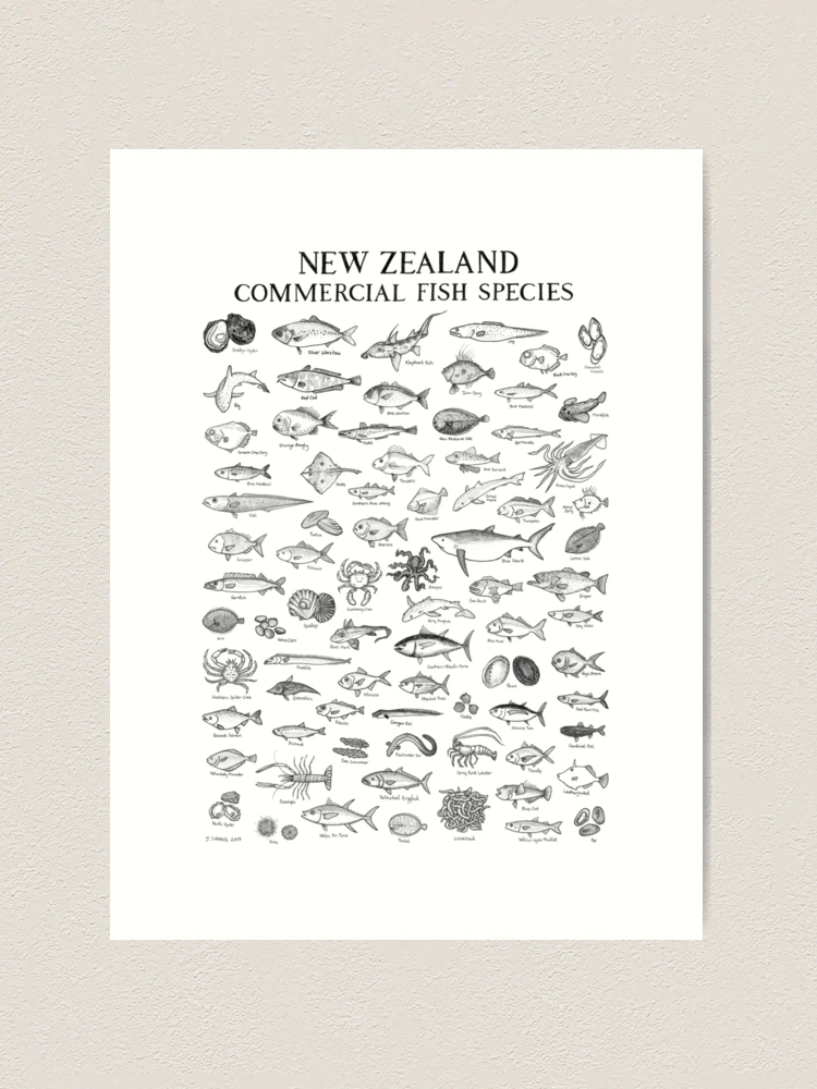 A2 New Zealand Fish Poster, Fish Poster Prints 73 Species 