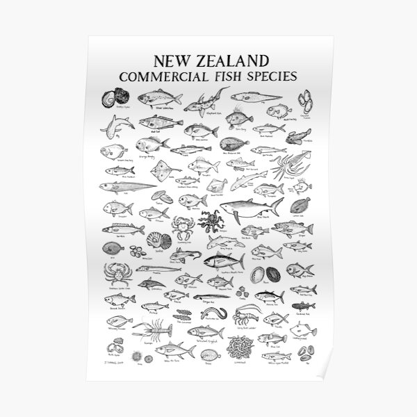 New Zealand Commercial Fish Species Poster