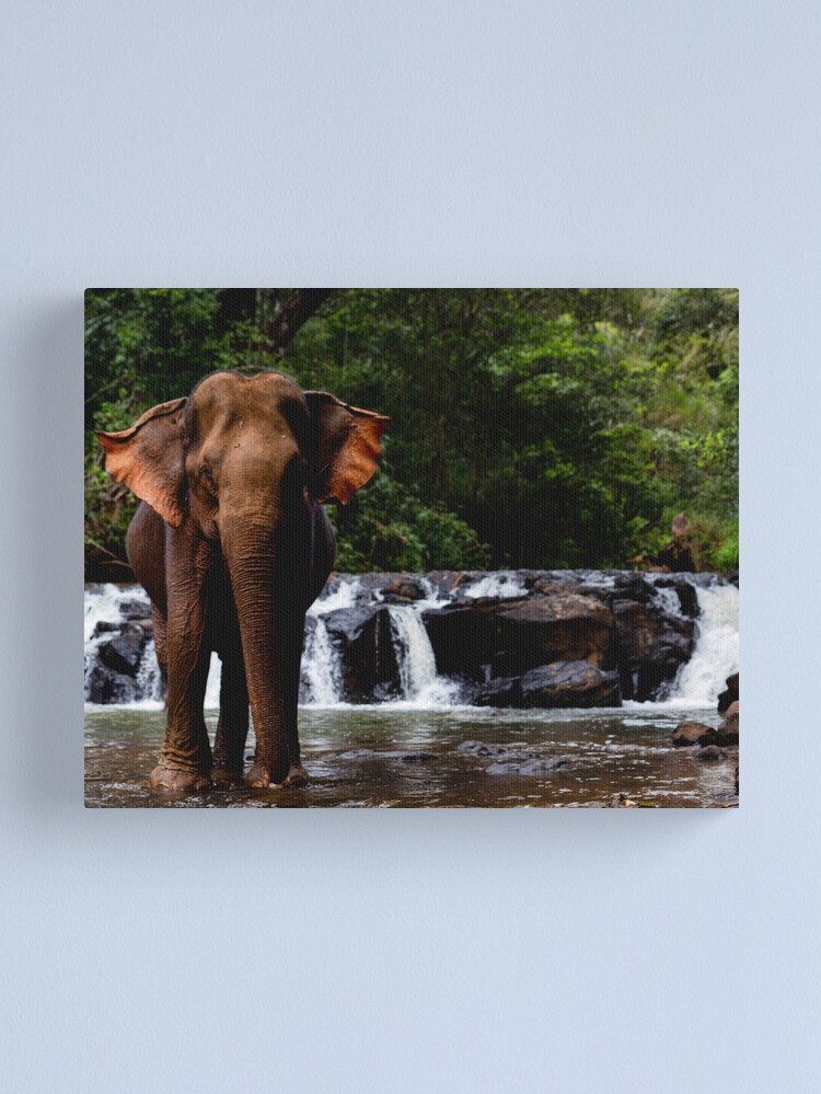Thumbnail 1 of 3, Canvas Print, "Happy" has a bath designed and sold by darren-j-mcleod.