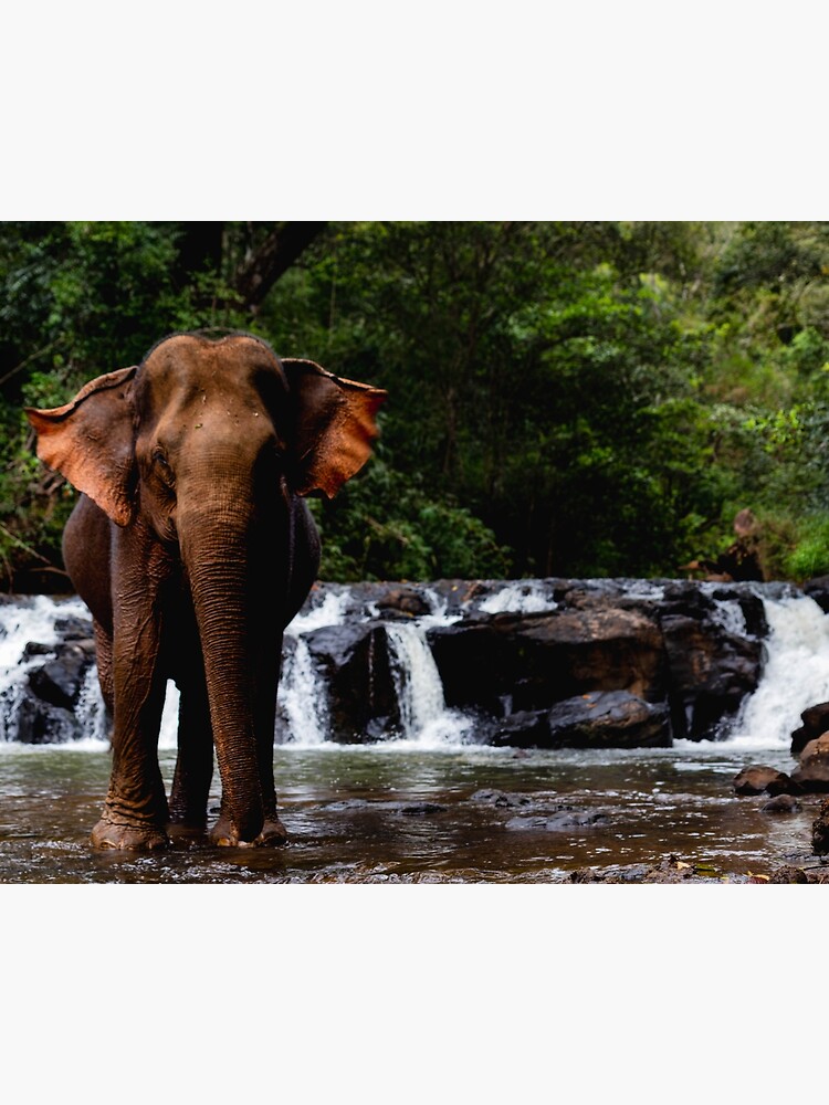 Thumbnail 3 of 3, Canvas Print, "Happy" has a bath designed and sold by darren-j-mcleod.