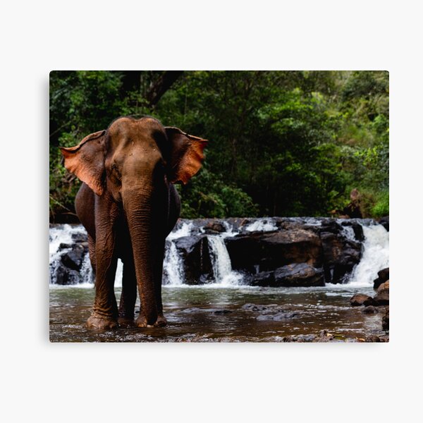 Canvas Print