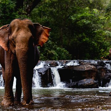 Artwork thumbnail, "Happy" has a bath by darren-j-mcleod