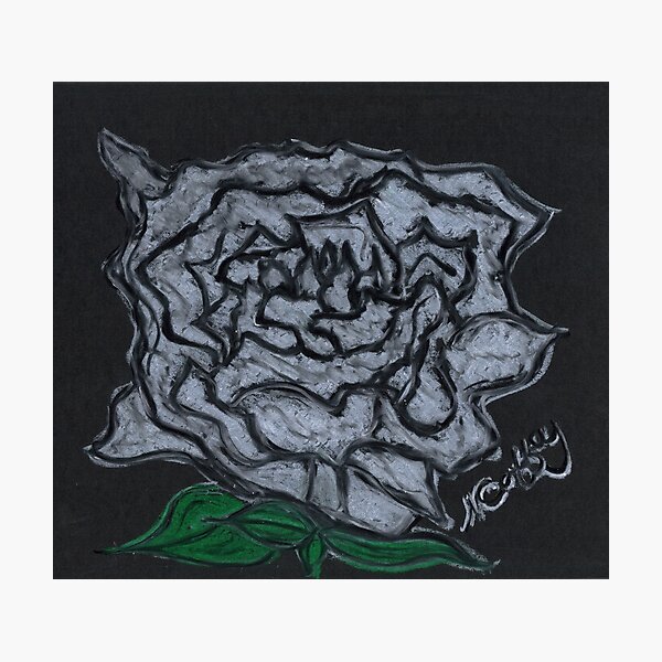 WHITE ROSE Photographic Print