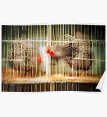 Cock Fight Poster