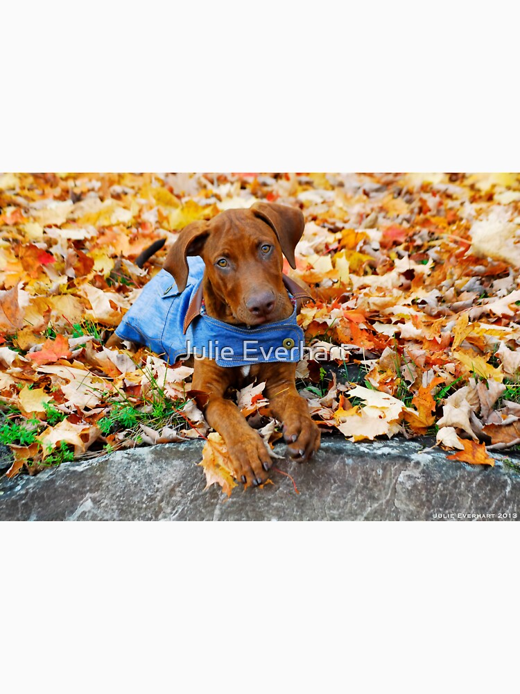 Duke in Denim. by julev69