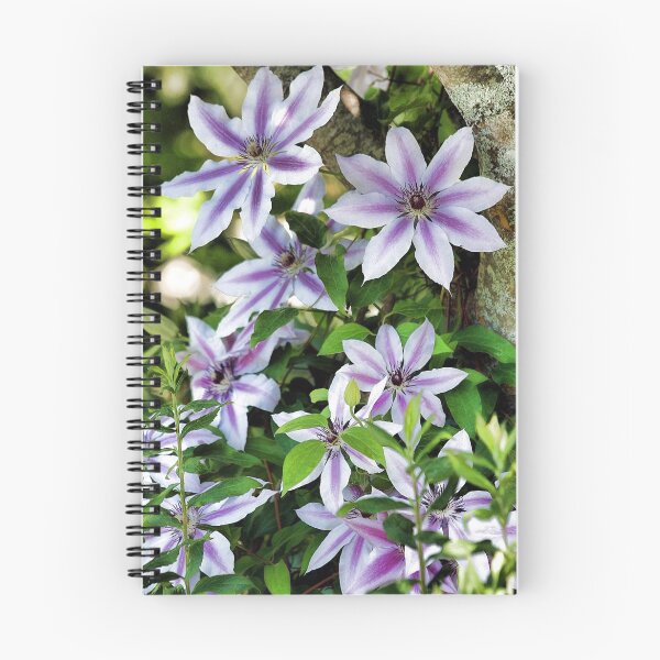 Item preview, Clematis (Nelly Moser) designed and sold by T.J. Martin.