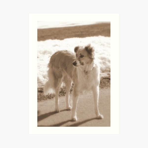♥ Love is....going out with your dog ♥ Art Print