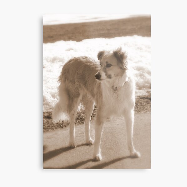 ♥ Love is....going out with your dog ♥ Metal Print