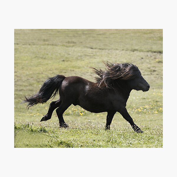Shetland Stallion Photographic Print