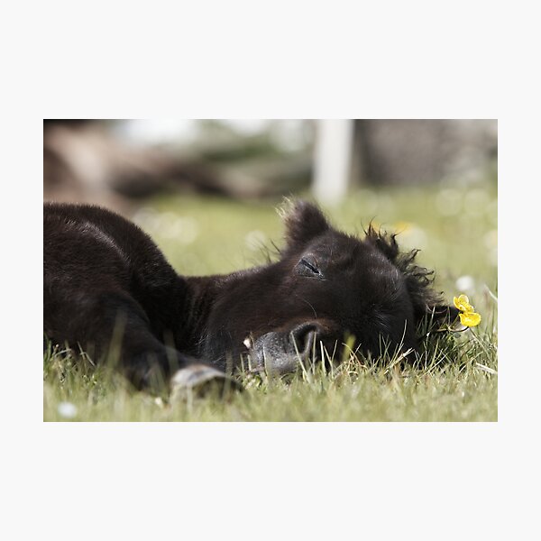 Buttercup Photographic Print