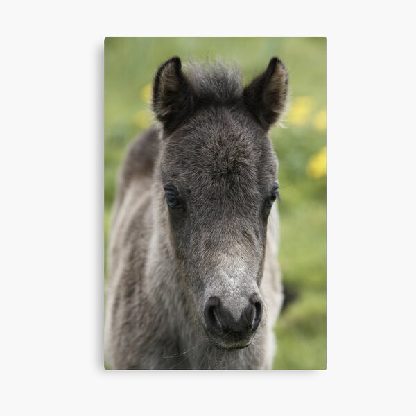 Shetland Foal Canvas Print