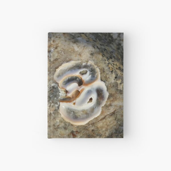 Weathered Seashell Hardcover Journal