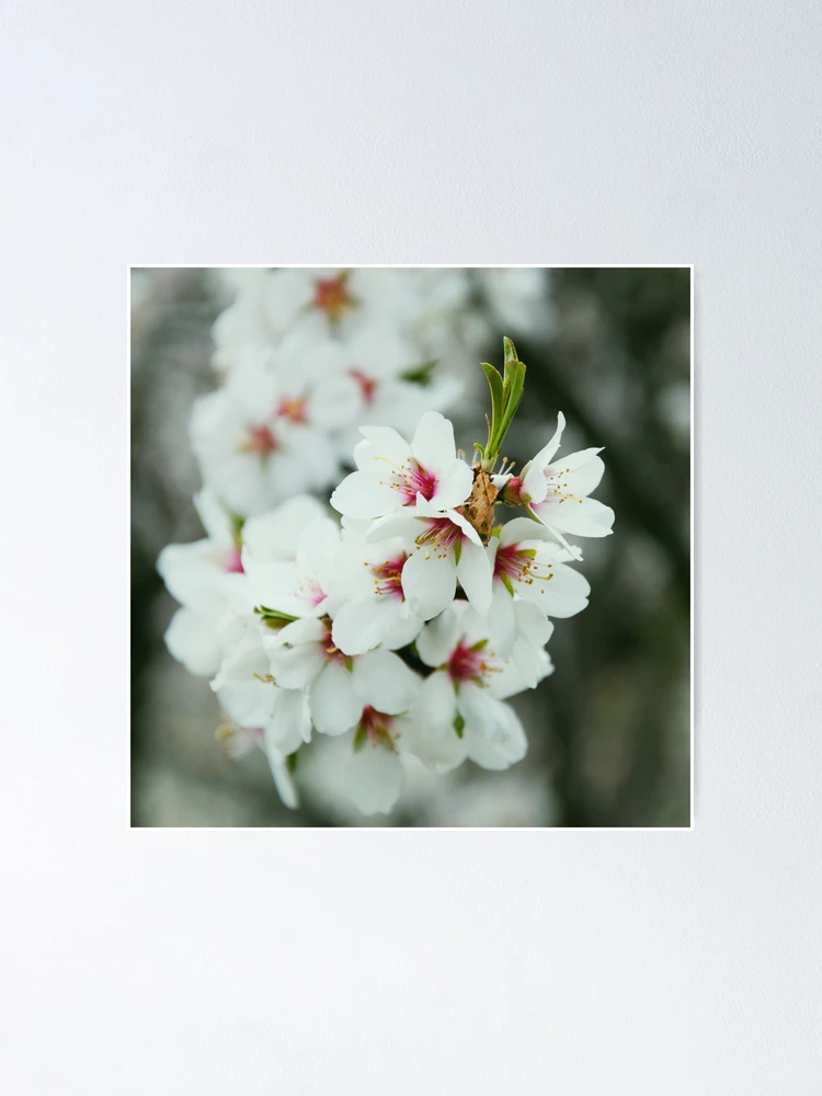 Thumbnail 1 of 3, Poster, Searching for Spring designed and sold by RobSimpson.