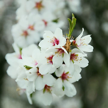Artwork thumbnail, Searching for Spring by RobSimpson