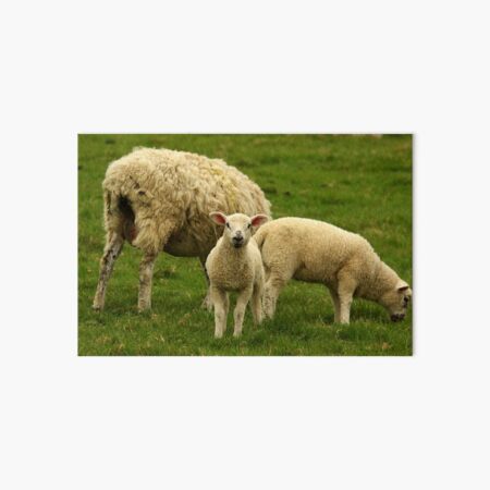 Curious Lamb Art Board Print