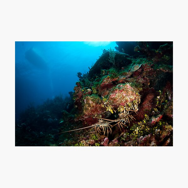 Lobsters den Photographic Print