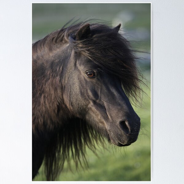 Item preview, Shetland Pony Mare designed and sold by Frances144.