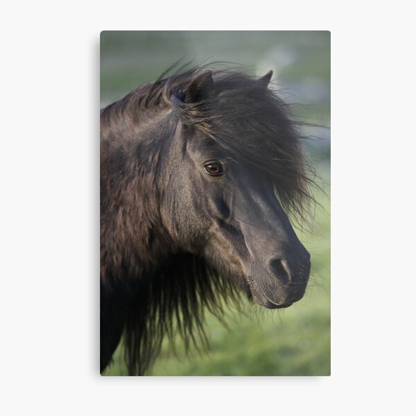 Shetland Pony Mare Metal Print