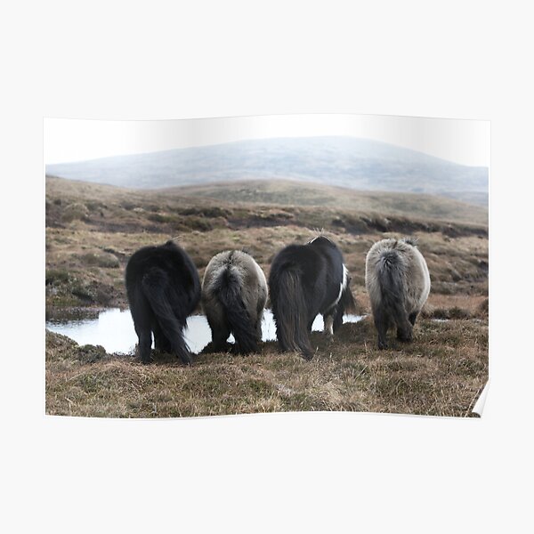 Shetland Ponies Poster