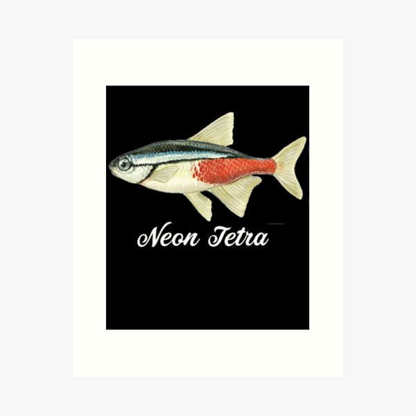 Aquarium Fish Black Neon Tetra For sale as Framed Prints, Photos, Wall Art  and Photo Gifts