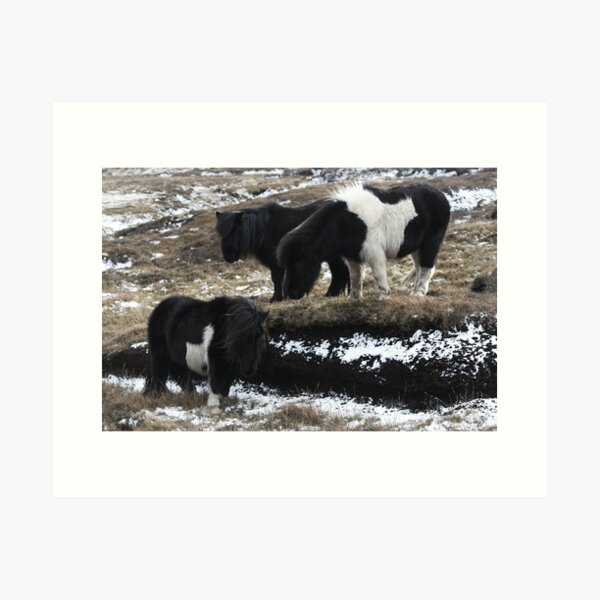Shetlands and Snow Art Print