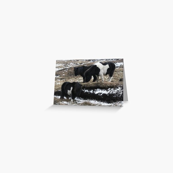 Shetlands and Snow Greeting Card