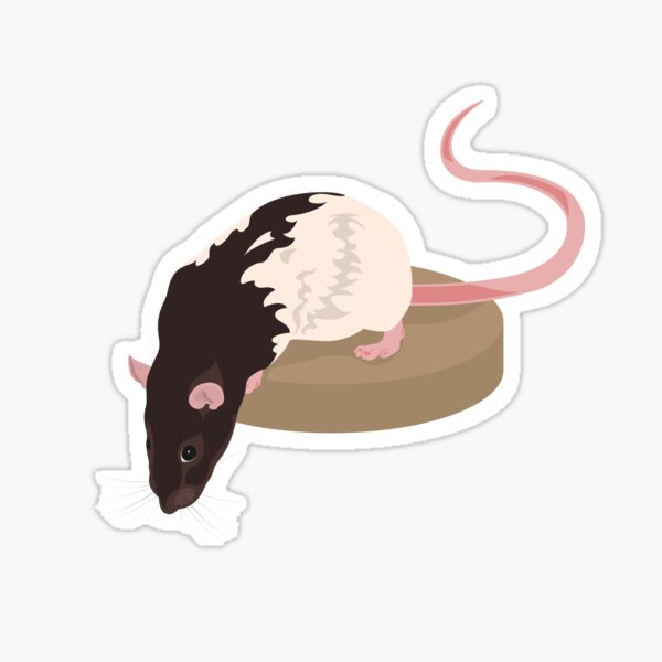 Curious Rat Sticker