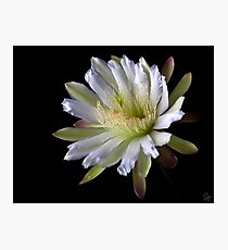Night Blooming Cereus Photographic Print